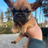 Bouledogue francese (bulldog)