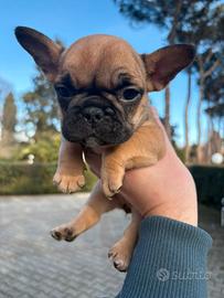 Bouledogue francese (bulldog)