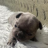 Bulldog francesi blu esotic