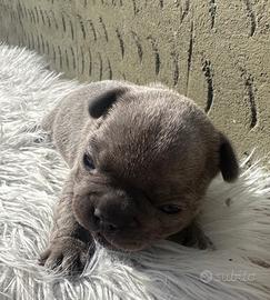 Bulldog francesi blu esotic