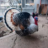 Ermellinato di rovigo