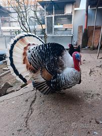 Ermellinato di rovigo