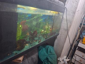 acquario 80 litri