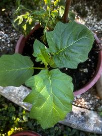 Portainnesto Melanzane Pomodori