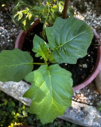 Portainnesto Melanzane Pomodori