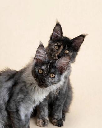 Maine coon