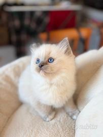 Cucciolo Ragdoll con Pedigree