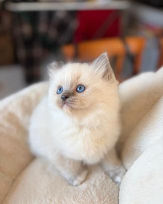 Cucciolo Ragdoll con Pedigree