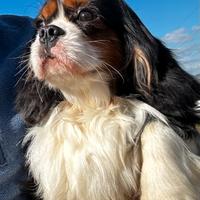 Cavalier king DISPONIBILE PER MONTE