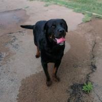 Rottweiler mix in adozione