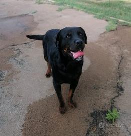 Rottweiler mix in adozione