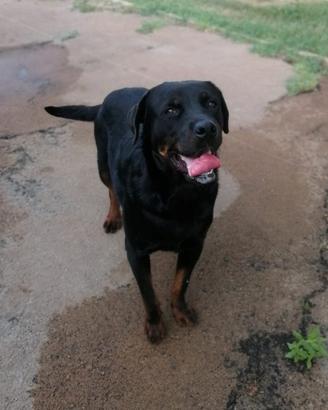 Rottweiler mix in adozione