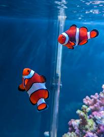 Coppia di Amphiprion ocellaris 