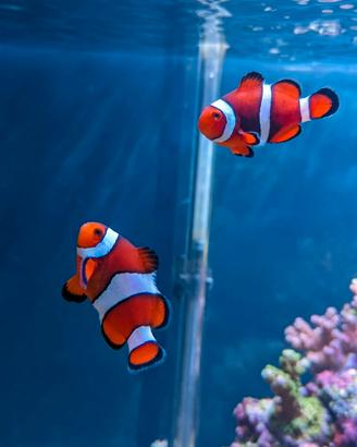 Coppia di Amphiprion ocellaris 