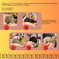 Vendita di cuccioli di Degu