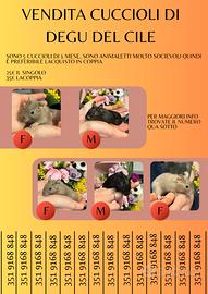 Vendita di cuccioli di Degu