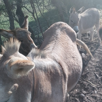 Cavalla pony asini pecore e mini pig