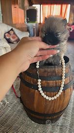 Spitz di Pomerania maschio