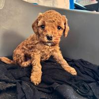 Barboncino albicocca