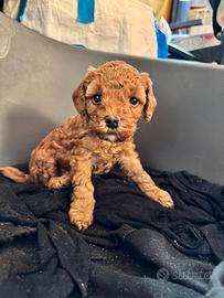 Barboncino albicocca