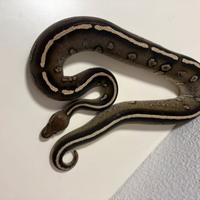 Pitone reale 1.0 STRANGER MOJAVE 2024