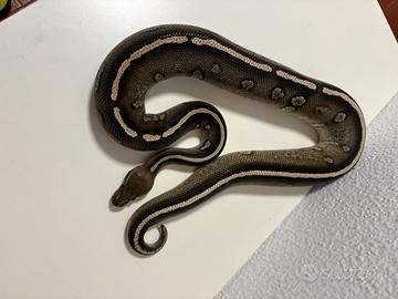 Pitone reale 1.0 STRANGER MOJAVE 2024