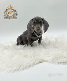 Strepitosa bassottina total blu