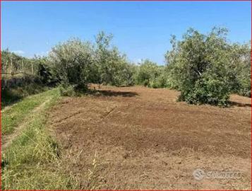 Terreno agricolo in mezzadria gratuita