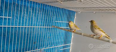 Lucherini bruni, bruno pastello