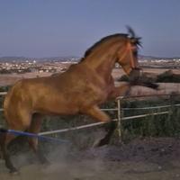 Cavallo Andaluso