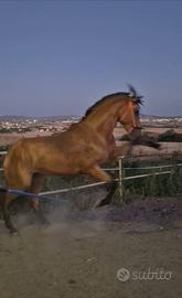 Cavallo Andaluso