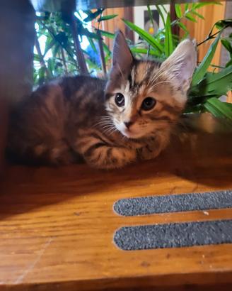 Cuccioli Bengala brown spotted