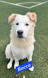 Adorabile orsetto aspetta una famiglia d'amare
