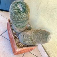 Mammillaria
