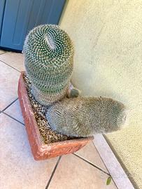Mammillaria