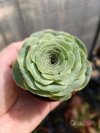 Greenovia aurea pianta grassa a forma di rosa