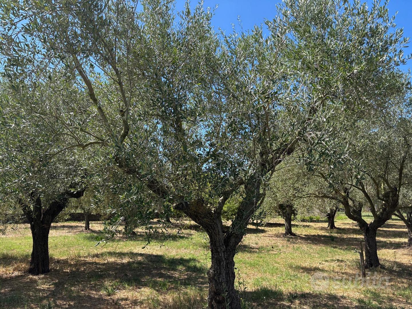 Terreno agricolo via Rovito Nettuno - Vista 4