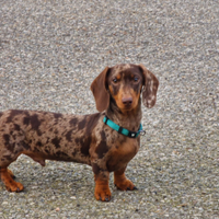 Bassotto maschio x monta