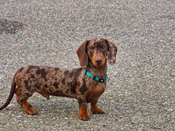 Bassotto maschio x monta