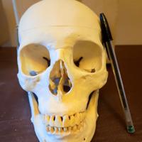 Cranio in resina