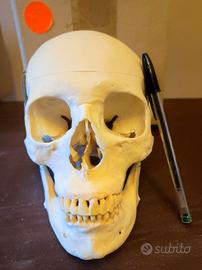 Cranio in resina