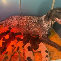 Cuccioli bracco tedesco