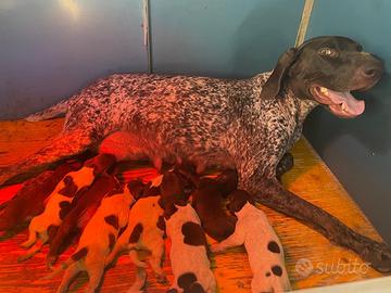 Cuccioli bracco tedesco