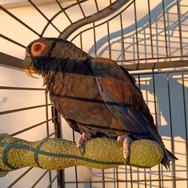 Pappagallo allevato a mano Pionus ali bronzo