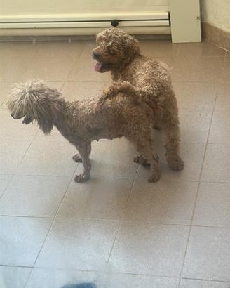 Barboncina toy con pedigree enci adulta incinta