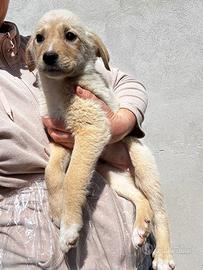 8 cuccioli di taglia medio piccola