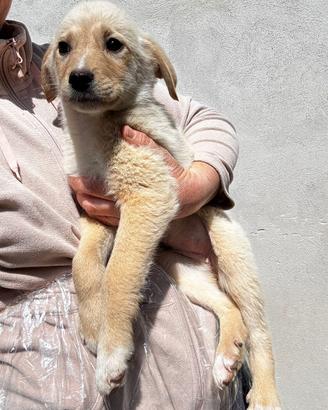 8 cuccioli di taglia medio piccola