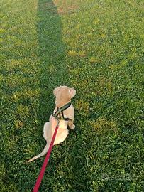 Cucciolo golden retriever 5 mesi
