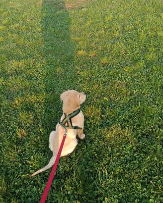 Cucciolo golden retriever 5 mesi