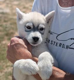 Cuccioli di Siberian Husky